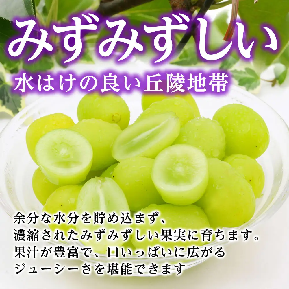 シャインマスカット 2房(1kg)