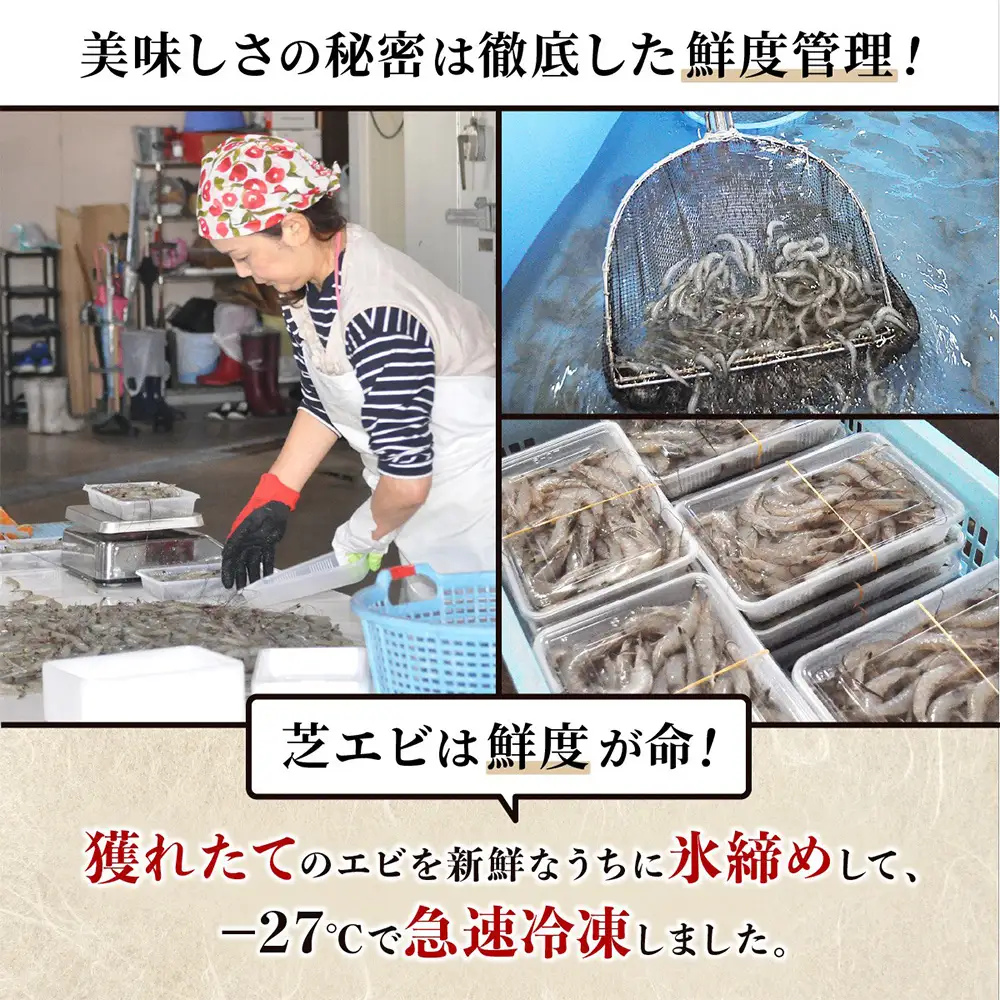 国産天然海老 有明海産 生芝エビ 刺身用 200g（100g×2パック）生食用 ｜化粧箱入り のし対応 贈答用 ギフト お中元 お歳暮 A-233