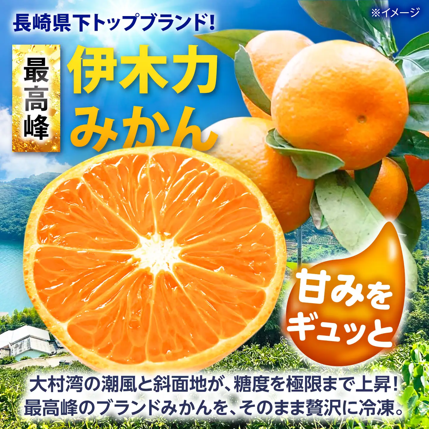 【訳あり】伊木力温州みかんの冷凍みかん 1kg / 伊木力 温州みかん みかん ミカン 冷凍みかん 冷凍ミカン 蜜柑 佐瀬 諫早 多良見 長崎 / 諫早市 / 末永果樹園[AHBD007]