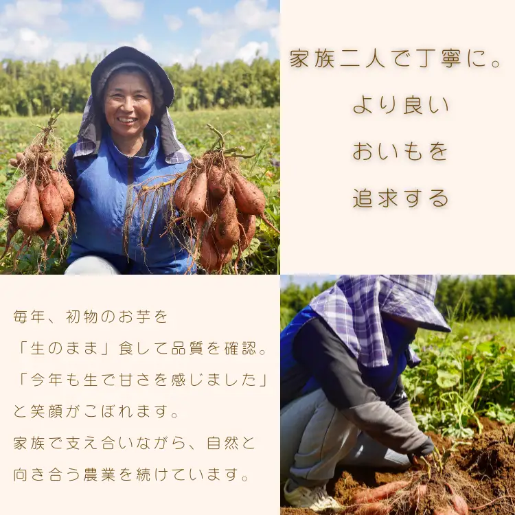 【 新物 11月～ 】 種子島 めっかり申さん 安納いも ( 生いも ) M サイズ 5kg　NFN631【300pt】
