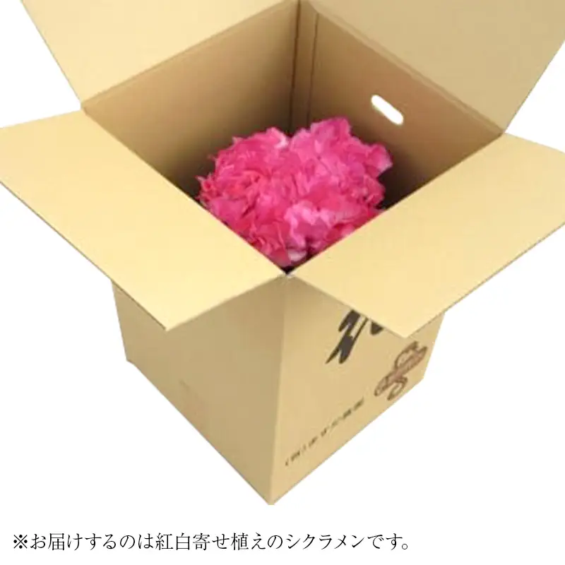 シクラメン 紅白寄せ植え6号鉢 ますだ農園 花 植物 フラワー F4N-2859