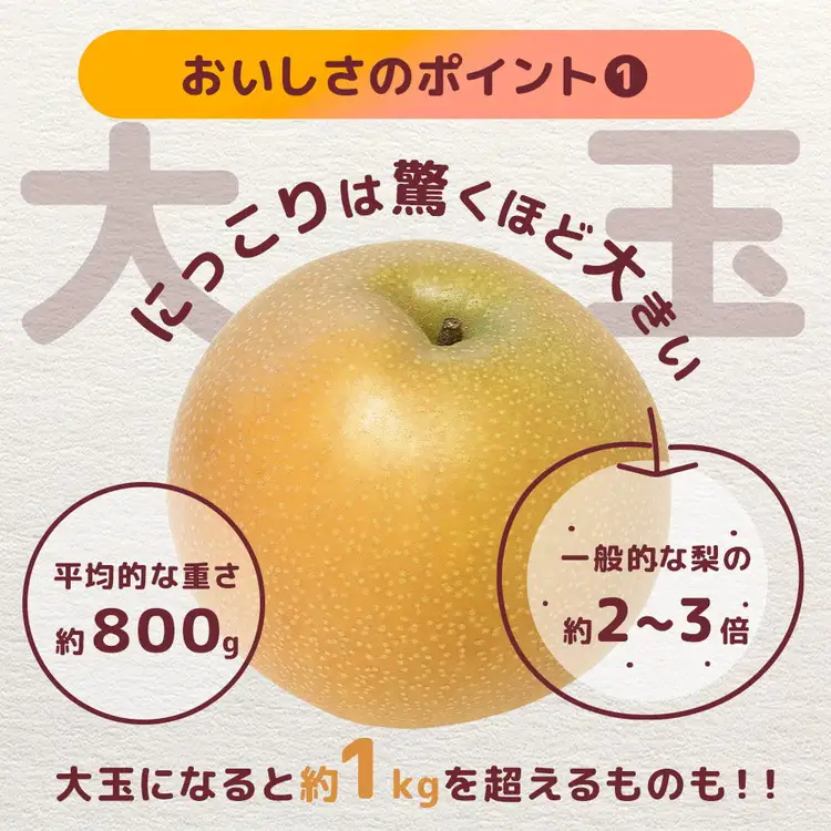 【先行予約】栃木の梨 にっこり 5kg | 梨 秋の味覚 果物 くだもの フルーツ ※2026年10月～発送
