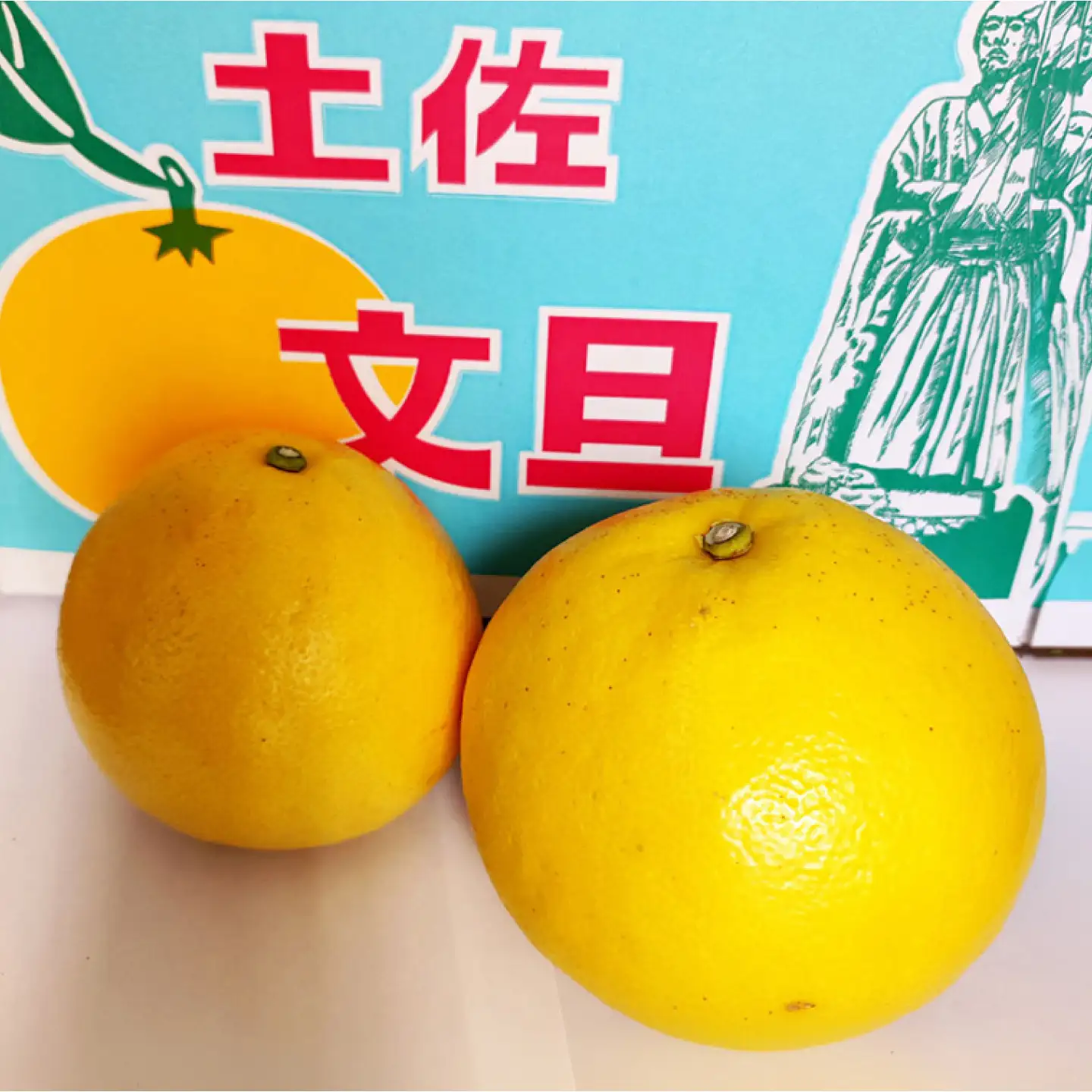 【先行予約】土佐文旦家庭用 約20kg 2L-4Lサイズ混合＜2027年1月下旬から順次発送＞ / ぶんたん ブンタン 文旦 フルーツ 柑橘 みかん 果物 くだもの 柑橘類 デザート おやつ さっぱり おいしい 甘い お取り寄せ 国産【玉木農園】[BQAJ010]