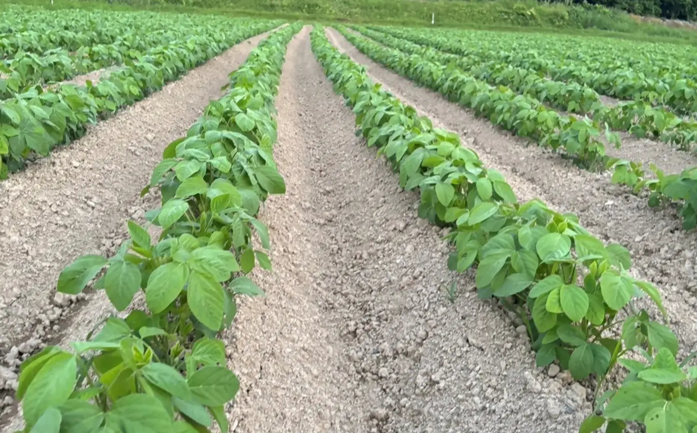 【数量限定・8月上旬出荷】新潟えだまめ 茶豆 1kg（500g×2袋）新潟県産枝豆 [Y0633]