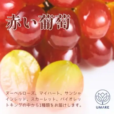 山梨県まきおか産　皮ごと食べられる葡萄3色セット【配送不可地域：離島・沖縄県】【1756900】