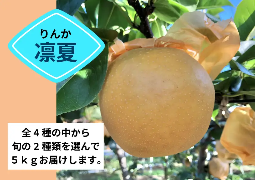 【コマキ農園】季節の梨セット（2種・5kg)【8月末～9月末発送分予約】