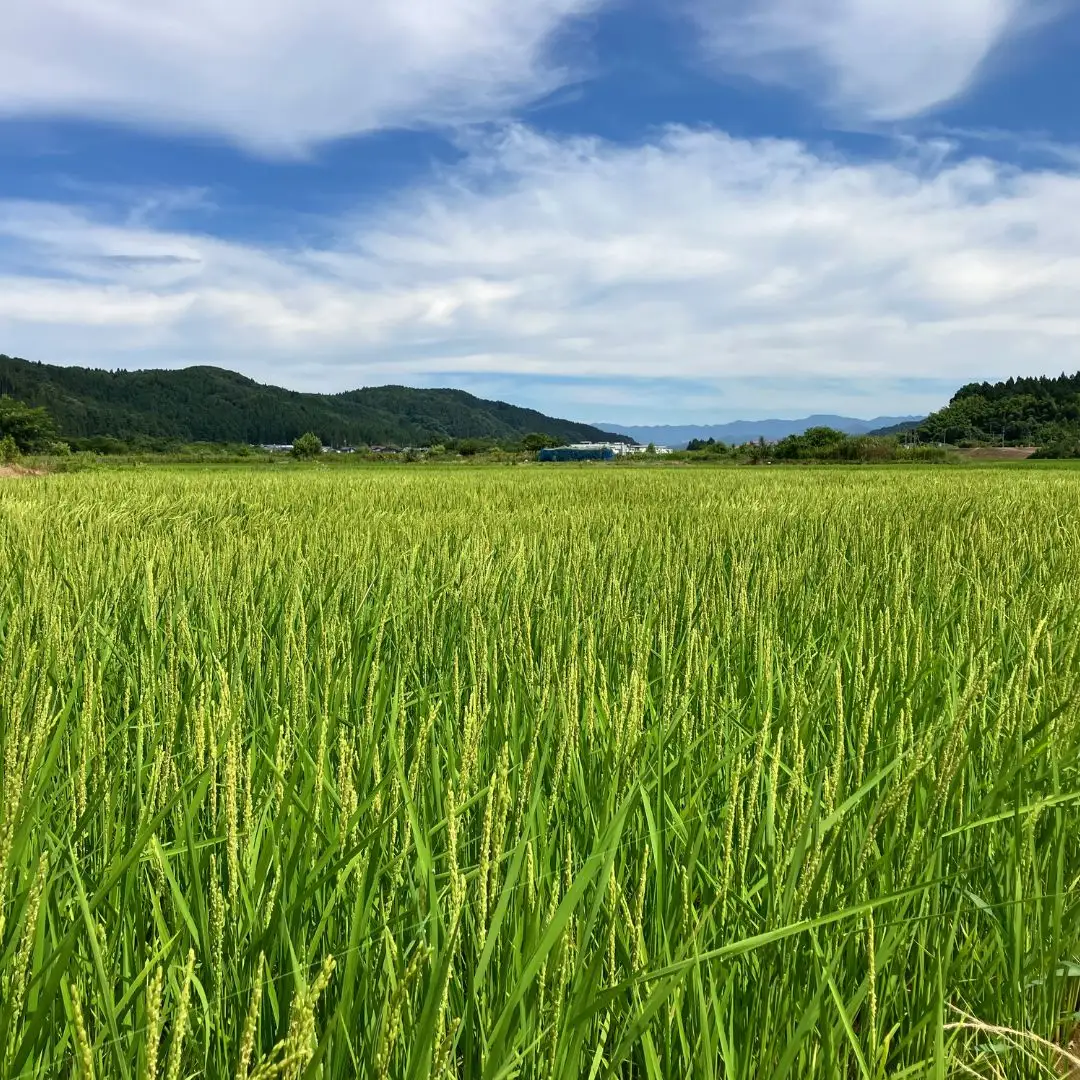 先行予約 極早生 新潟県三条市産五百川 10kg （5kg×2袋） 令和8年産 精米 外山敏雄商店