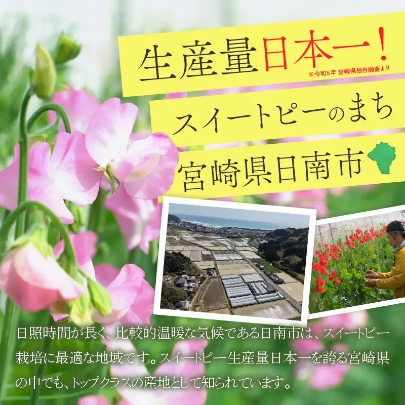 スイートピー 花束 50本 ピンク系 フラワー 期間限定 数量限定_CB122-26