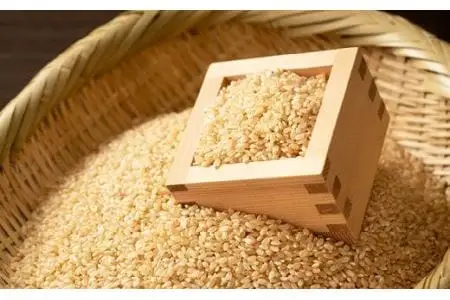 【令和8年産早期予約】 丹波篠山産 こしひかり 玄米 （3kg×2袋 計6kg） 玄米 コシヒカリ Q023