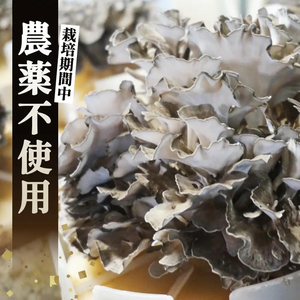 まいたけ 800g＜株ごと生まいたけ 2～3株 800g＞ ／ まいたけ 生まいたけ 舞茸 株まいたけ 株ごと 菌床栽培 農薬不使用 国産 野菜 新鮮 香り豊か シャキシャキ 歯ごたえ 天ぷら 炊き込みご飯 お吸い物 鍋 炒め物 大容量 山口県 No.233
