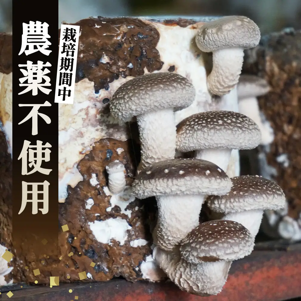 しいたけ 1kg＜肉厚生しいたけ どんこ 24～28個入り 1kg＞ ／ しいたけ 生しいたけ 肉厚 どんこ 菌床栽培 農薬不使用 国産 野菜 新鮮 ぷりぷり 食感 旨み BBQ 鍋 天ぷら 肉詰め 炒め物 大容量 料理用 山口県 No.235