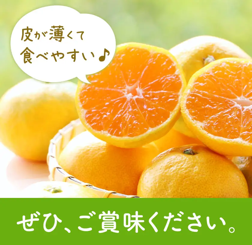 【先行予約】宮川 早生 みかん 約 5kg (S～Mサイズ) 