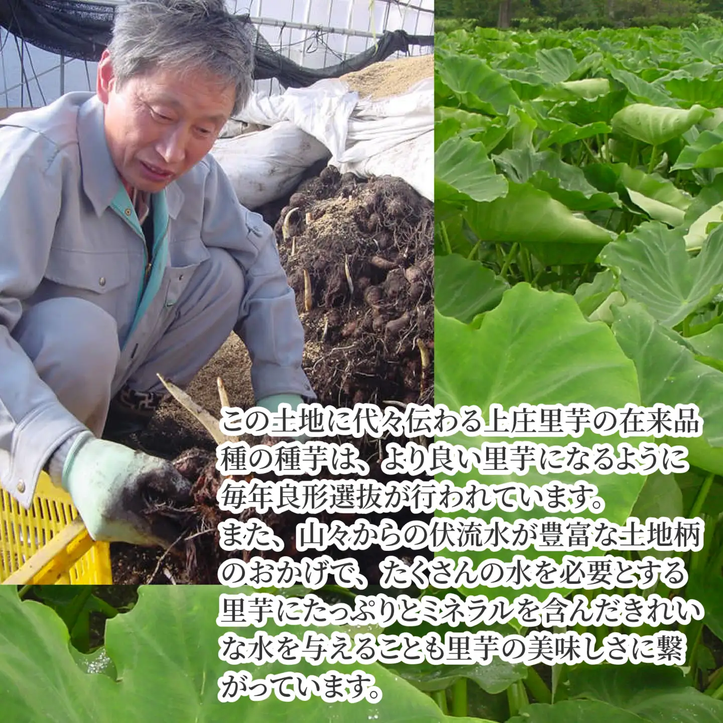 【先行予約】【12月発送】日本の美味い里芋！秋の味覚 上庄里芋 3kg