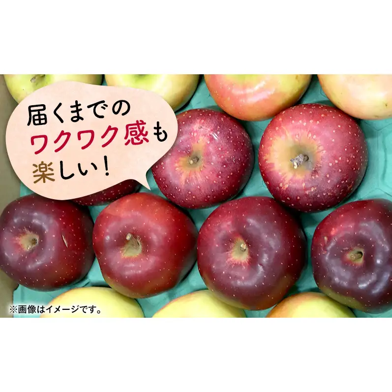 【11月発送】 家庭用 旬のりんご 品種おまかせ 約 5kg 2品種～4品種 りんご