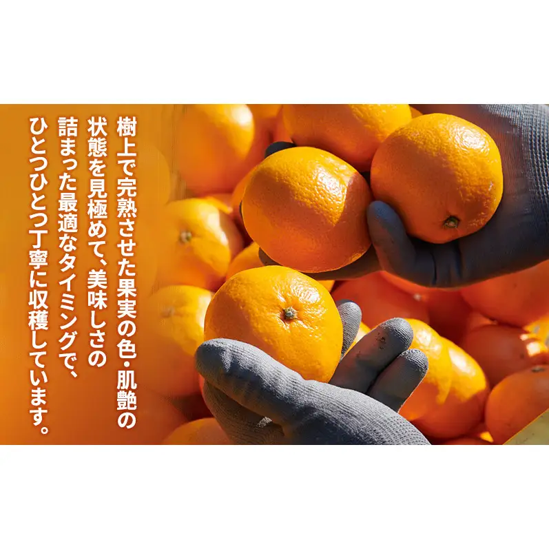 スズキ果物農園 たかのみかんジュースCセット（180ml×8本） 無添加 100％ストレート ジュース みかん ミカン 青島みかん 寿太郎みかん 石地みかん 片山みかん 静岡 浜松市 【配送不可：離島】