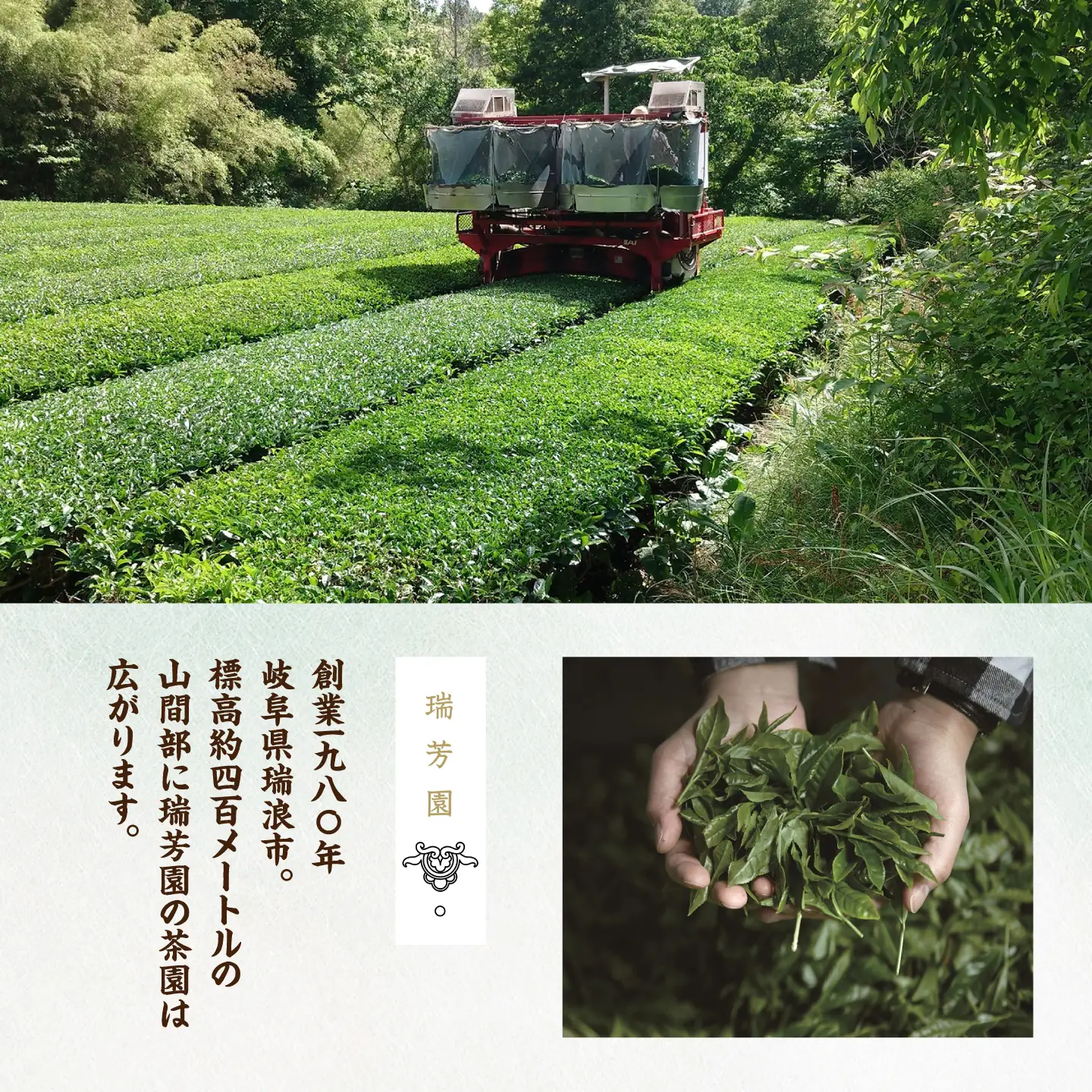【12回定期便】 【贅沢4種詰め合わせ】 上質な香り 緑茶・煎茶・ほうじ茶 飲み比べセット 瑞浪市 / 成瀬農場 瑞芳園 紅茶 国産 お茶[AZBP054]