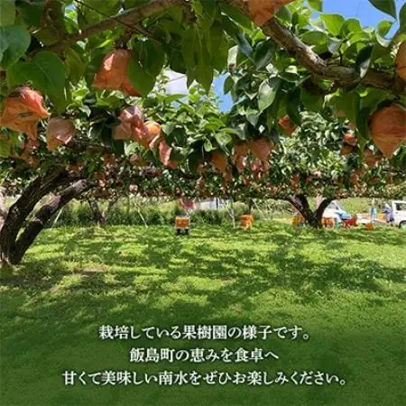 南水 5kg 長野県飯島町産【1632054】