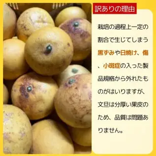 【先行予約】【訳あり】【発送:2027年3月上旬～なくなり次第】土佐文旦 こだまくん 6kg 文旦