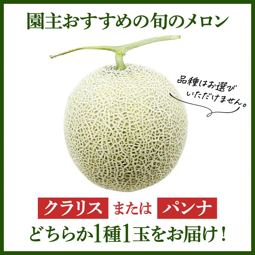 沼田市産 メロン 1玉（約1.5～2kg） クラリス、パンナのどちらかから園主おすすめの旬のメロンをお届け！