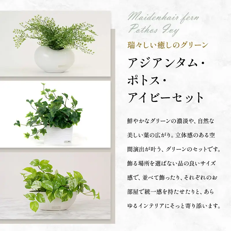 エミリオロバ　卓上プランツ3点セットA