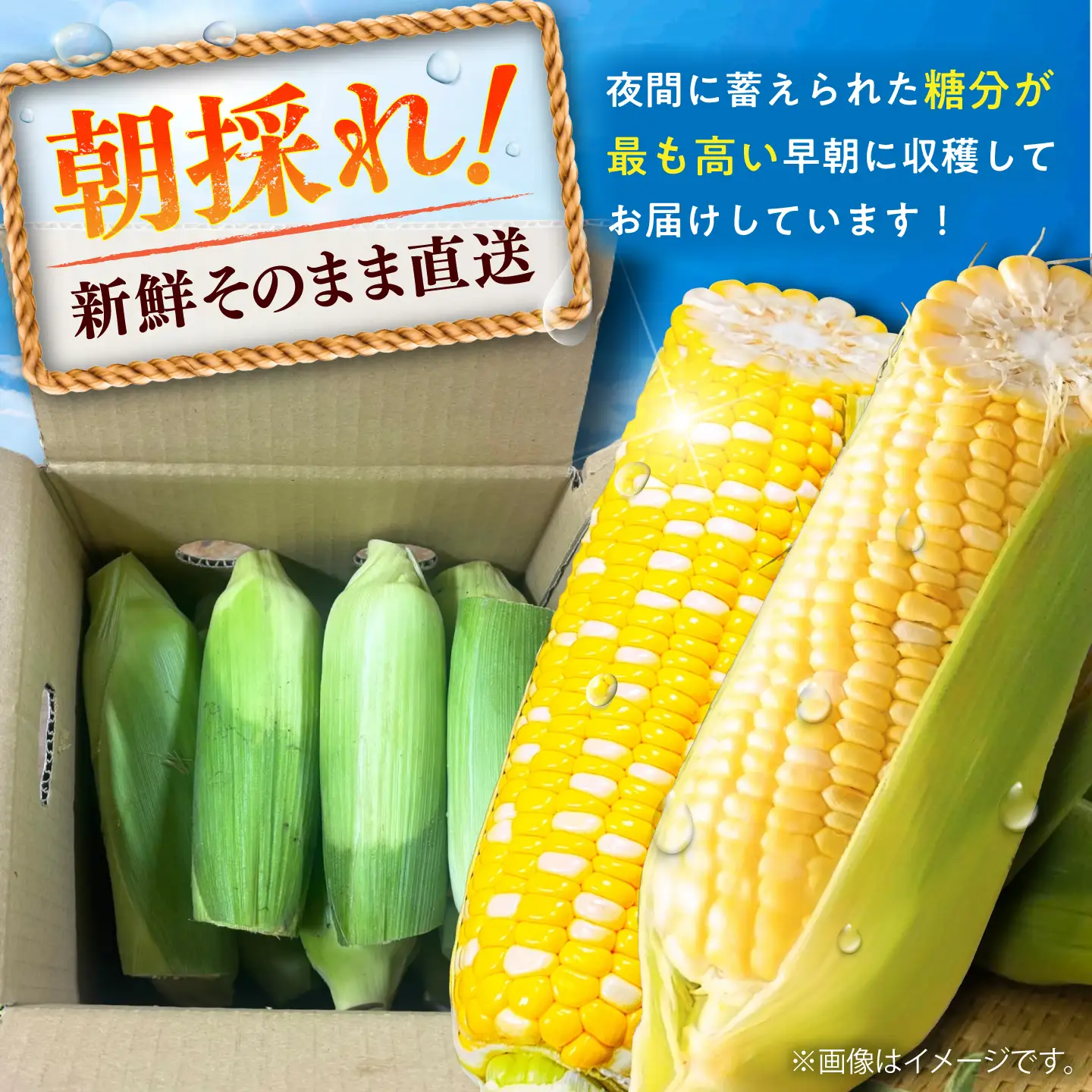 【先行予約】【2027年6月上旬より順次発送】【訳あり】スイートコーン(品種問わず) 4kg以上(10～20本) / 甘々娘 ドルチェドリーム プレミアム味来 熊本県 菊陽町【なかむら農園】[BHCJ005]