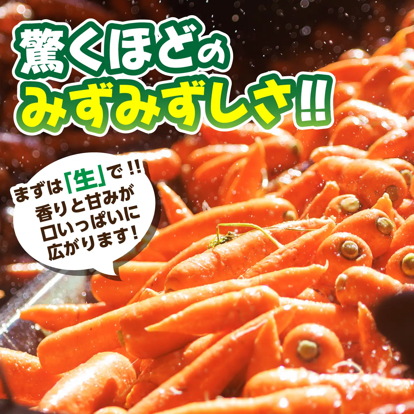【先行予約】【12月中旬より順次発送】【訳あり】菊陽秋冬にんじん 約3kg  / にんじん 菊陽にんじん 西洋にんじん ニンジン 人参 野菜 熊本 菊陽 わけあり 【マツモト：ファーム】[BHDH010]