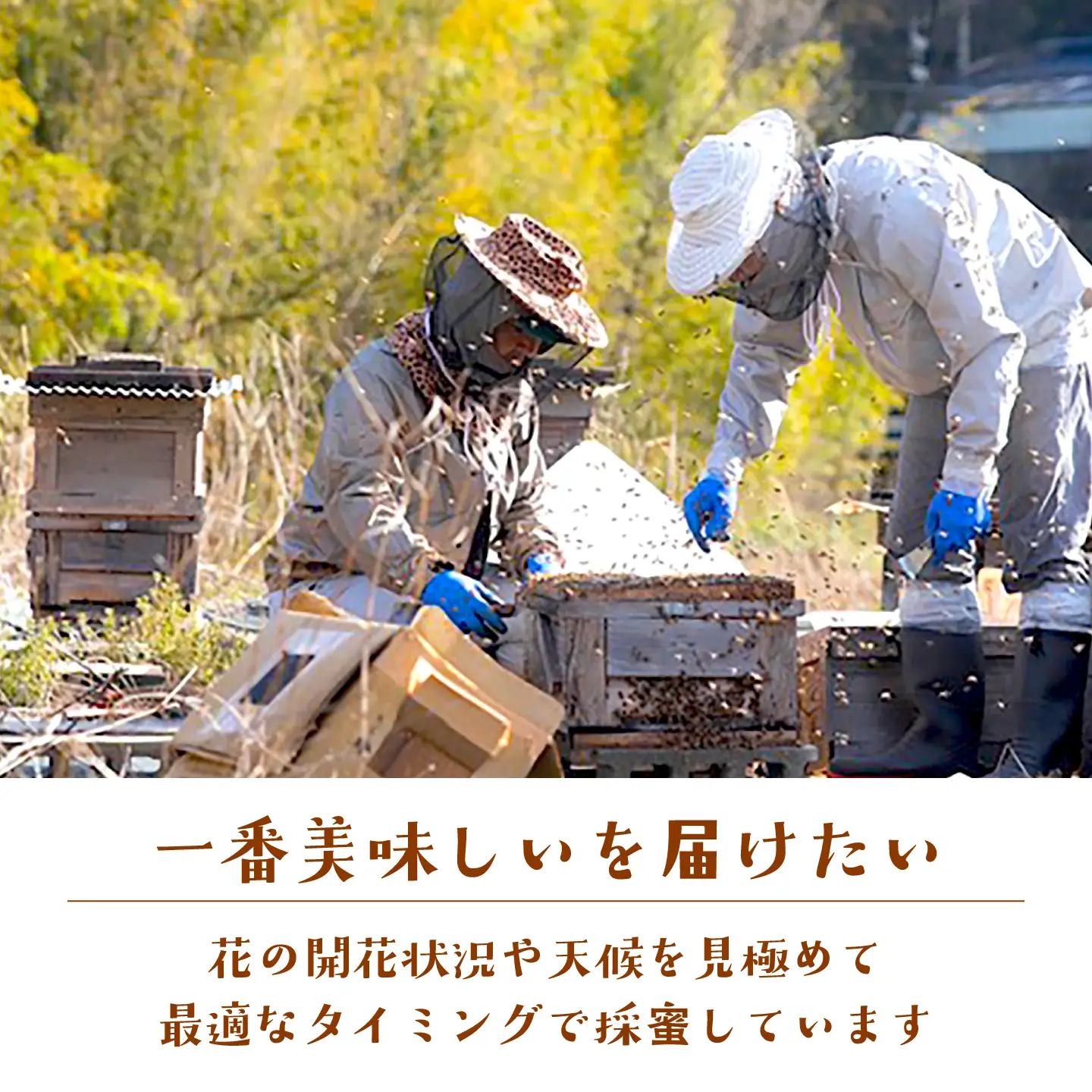 東濃のはちみつ　220g×6セット（百花） 【下石ファーム】 蜂蜜 [MAB010]