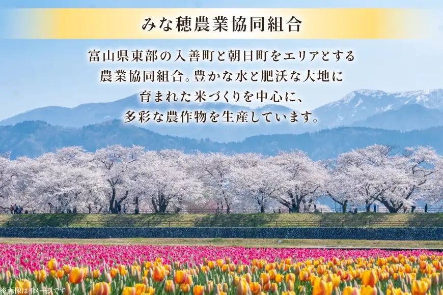 米 令和7年 コシヒカリ 精米 20kg (10kg×2袋) あいの風 | 富山県朝日町