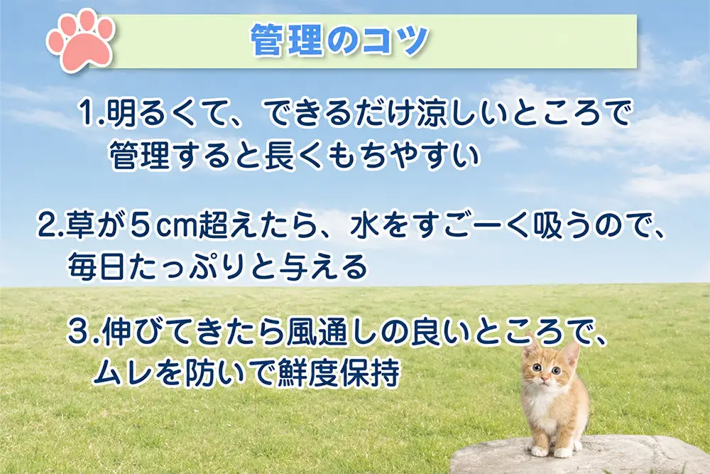 [定期便／3ヶ月に1回 全3回] 猫草 栽培セット 6鉢×3回 (計18鉢) [1205]