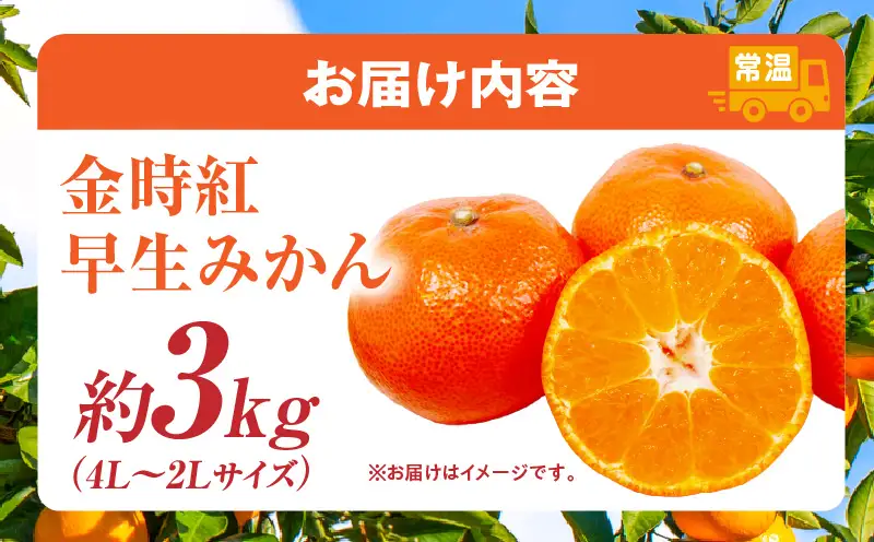 【先行受付】小原紅早生みかん(大玉)「金時紅」約3kg【香川県共通返礼品】 | 甘い みかん ミカン 柑橘 柑橘系 果物 フルーツ 青果 デザート グルメ おすすめ 贈答 贈り物 ギフト プレゼント 特産品 特産 取り寄せ ふるさと 果汁 人気 香川県 三木町 |_mk006-137
