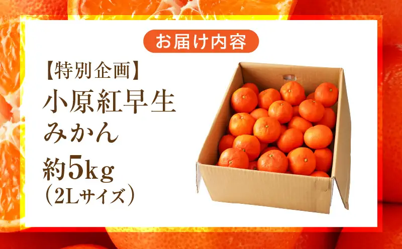 【先行受付】【特別企画】小原紅早生みかん「ちょっと大きな2Lサイズ」約5kg【香川県共通返礼品】 | 甘い みかん ミカン 柑橘 柑橘系 果物 フルーツ 青果 デザート グルメ おすすめ 贈答 贈り物 ギフト プレゼント 特産品 特産 取り寄せ ふるさと 果汁 人気 香川県 三木町 |_mk006-138