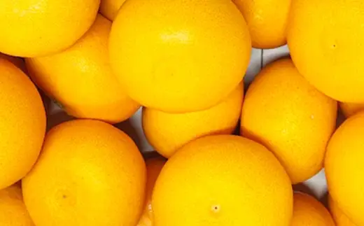 せとか 約2.5kg みかん ミカン くだもの 果物 フルーツ 柑橘 柑橘系 柑橘類 果実 果汁 果肉 国産 【 2027年2月上旬～3月上旬発送予定 】 ( 1126 )