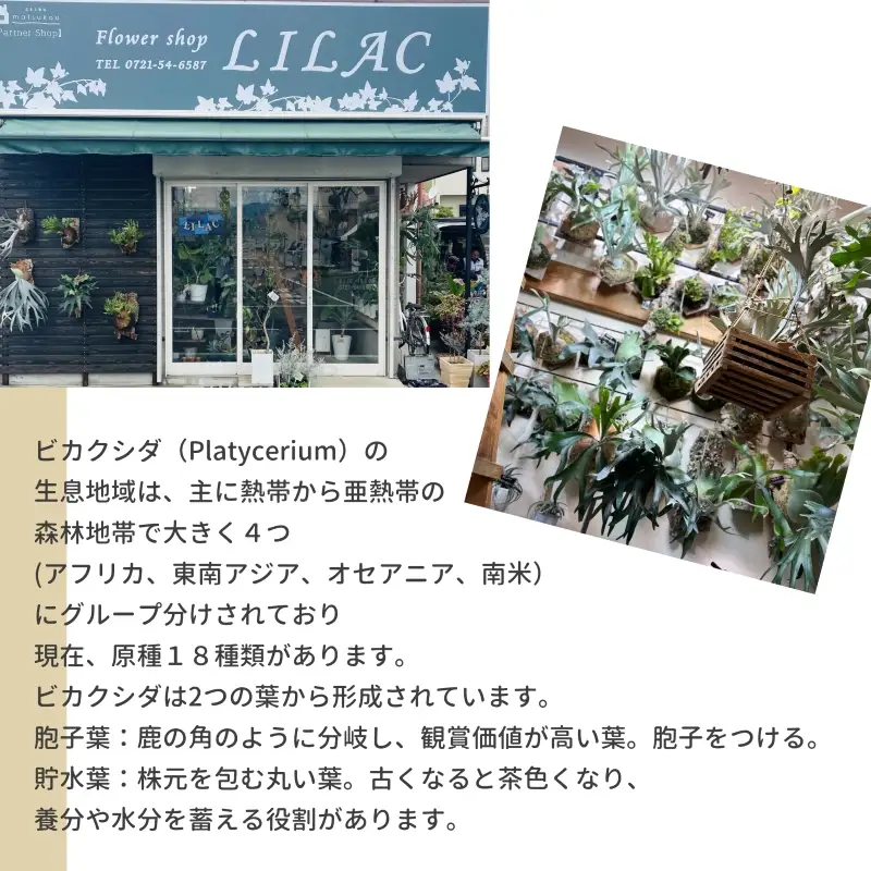観葉植物 ビカクシダ P.hilli'Rimklong' コルク仕立て