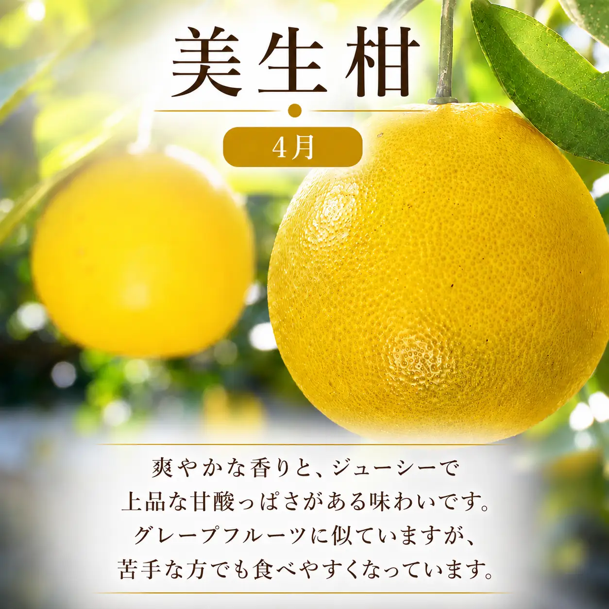 定期便 4回 4ヶ月 レモン ポンカン 美生柑 河内晩柑  柑橘 みかん 蜜柑 みしょうかん フルーツ 果物 くだもの ばんかん かんきつ ゼリー ジュース アイス マーマレード 旬 季節 限定 贈答 ギフト mikan ジューシー サラダ ピール 厳選 国産 愛媛 ご当地ブランド 愛媛県 愛南町 フルーツアイランド･マルエム直販