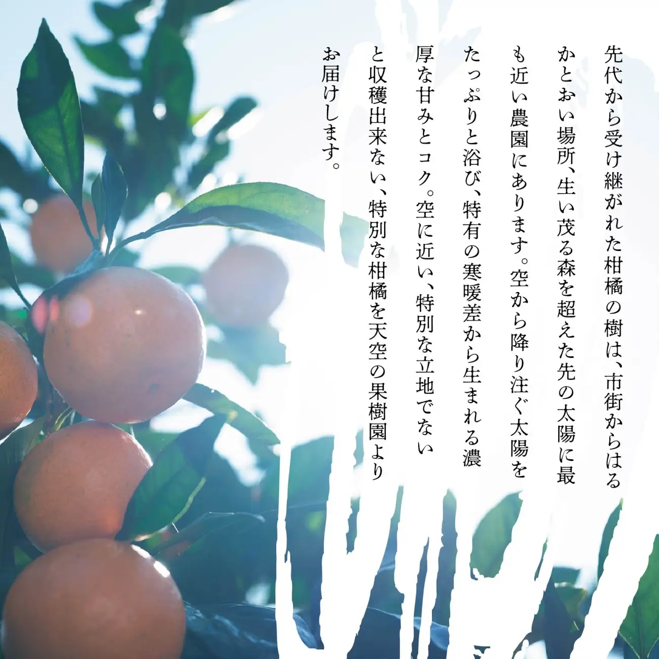 【先行受付】天空の果樹園から届く そら甘平 (3.5kg)【95-16】【1757733】YWTAQ020