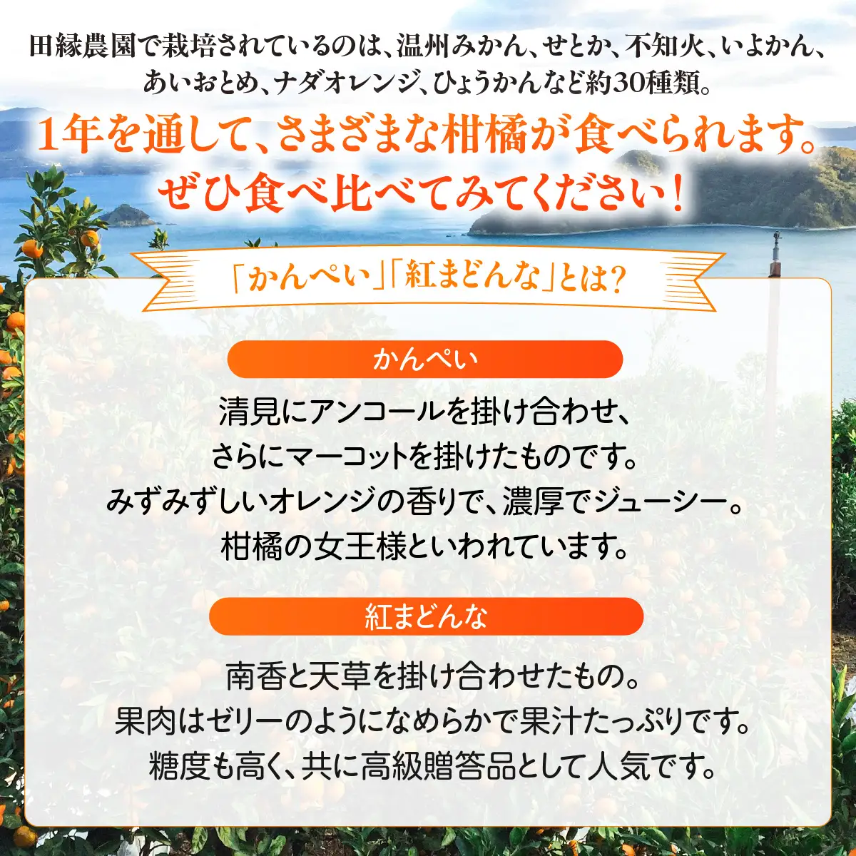 【愛媛県産】田縁農園の無添加100% かんぺい・紅まどんなジュース各3本セット（720ml×6本/かんぺい3、紅まどんな3） ストレート果汁100％ IKTA012