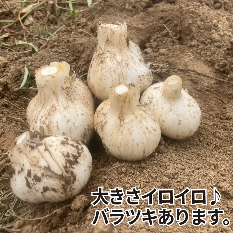 ジャンボにんにく 300g（3～6個）ニンニク