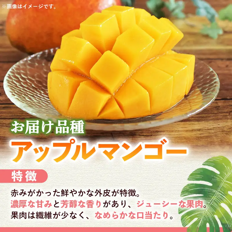 【モーツァルトを聞かせて育てた】アップルマンゴー 約1kg【国産 産地直送 マンゴー アップルマンゴー 南国 フルーツ 旬 果物 人気 オガタファーム 福岡県 筑前町 OF001】