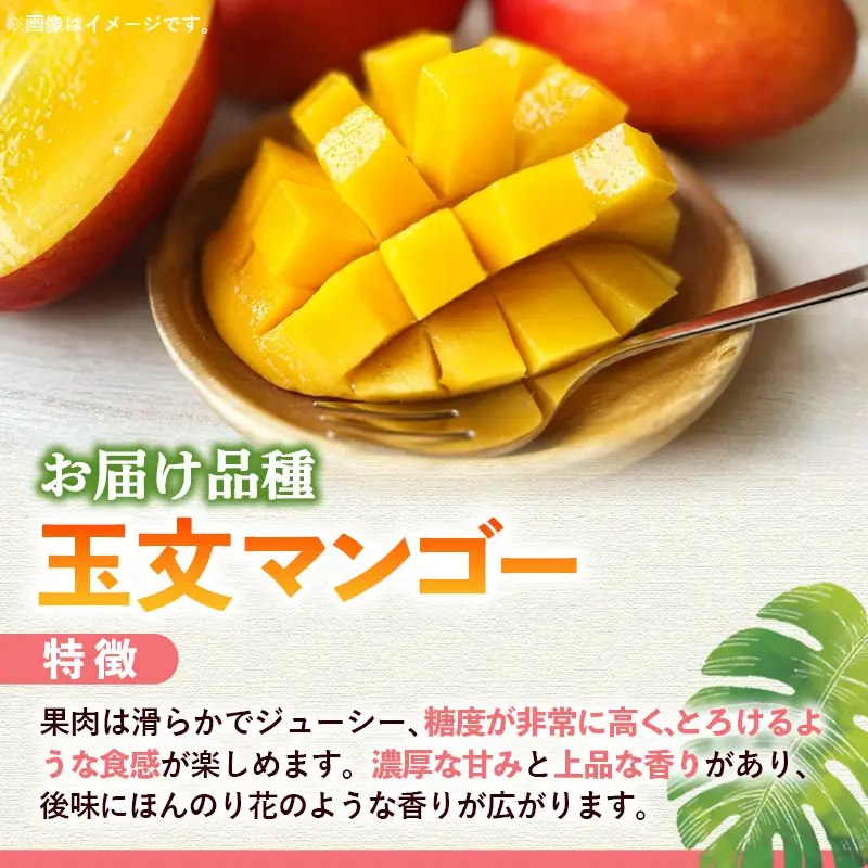 【モーツァルトを聞かせて育てた】玉文マンゴー 約1kg【国産 産地直送 マンゴー 玉文マンゴー 南国 フルーツ 旬 果物 人気 オガタファーム 福岡県 筑前町 OF002】