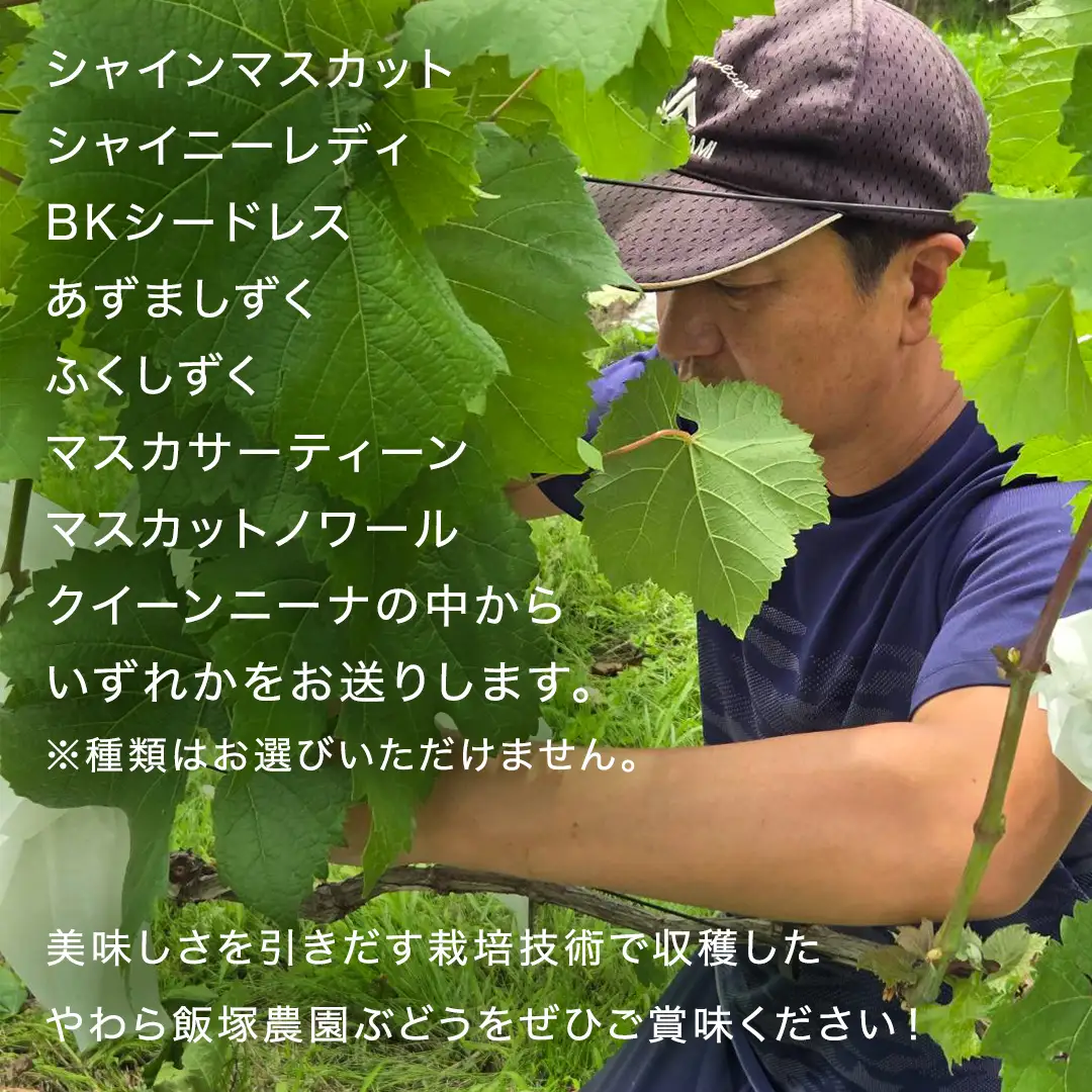 【先行予約】【 訳あり 】 ご家庭用 朝採れ ぶどう （品種おまかせ） 計 2kg 以上 （2026年8月下旬から発送開始）