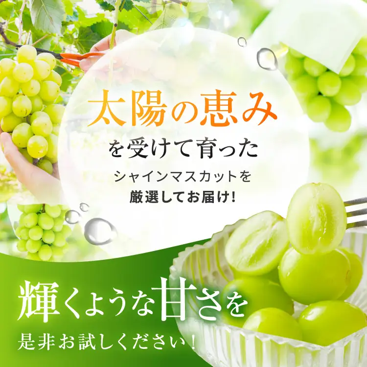 シャインマスカット 1kg【農家直送】| 仲田農園