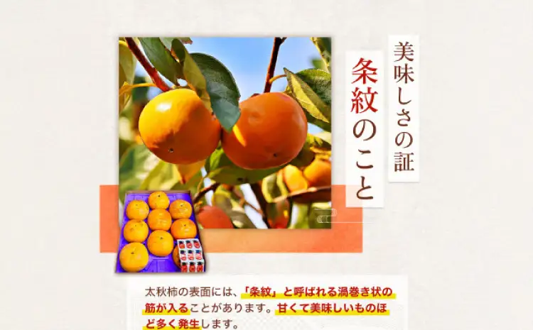 先行予約 柿 太秋柿 2kg くまふる宇城