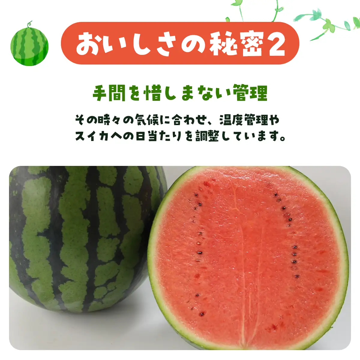【先行予約・2027年6月下旬頃より発送】娘SUN 1玉　SMAF007