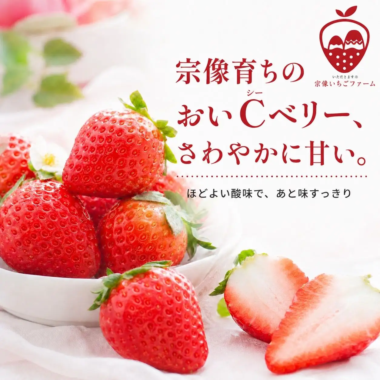【先行予約】【2027年1月より順次発送】人気のいちご 2品種食べ比べセット【宗像いちごファーム】_HA2067 苺 イチゴ あまおう おいCベリー 福岡県宗像市 宗像市 福岡 宗像