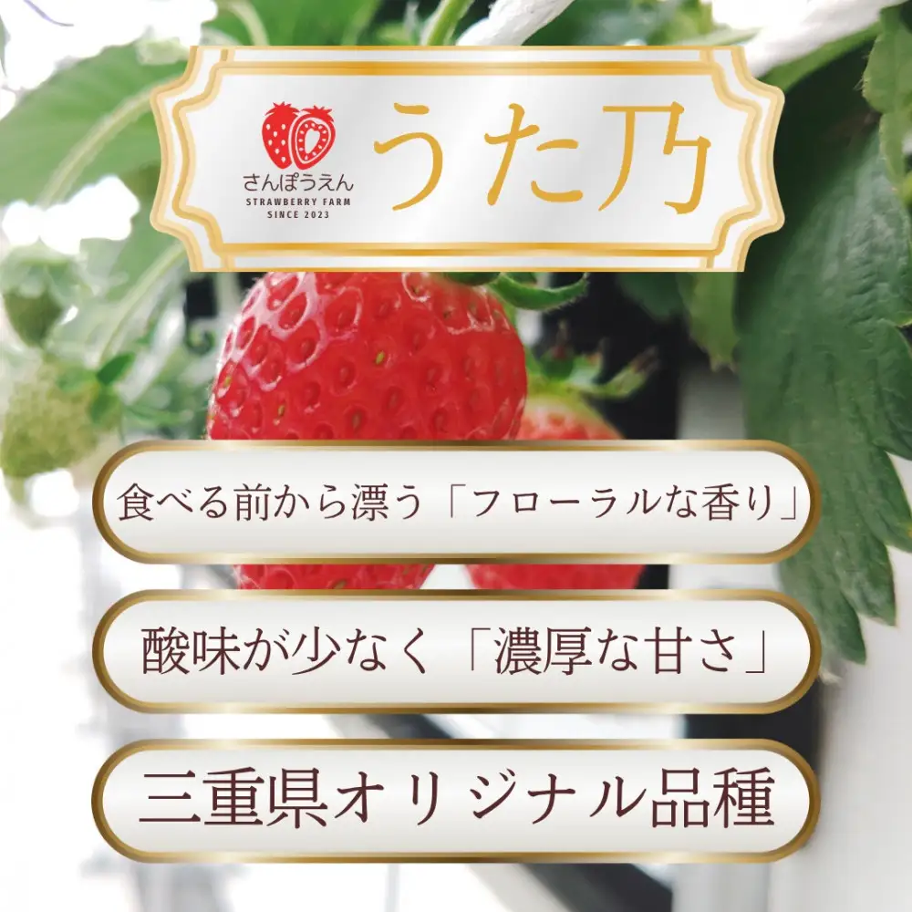 【先行予約！】2027年2月以降順次発送　食べ比べ「よつぼし」「うた乃」200ｇ×4パック