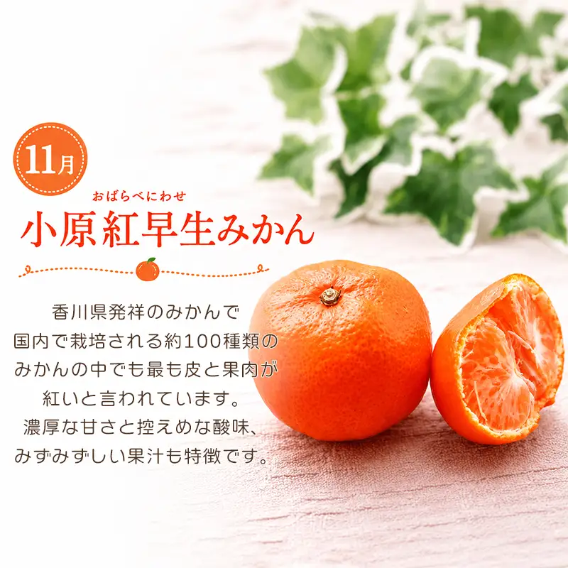 【定期便3回】 いちご キウイ みかん さぬきひめ 小原紅早生 キウイっこ