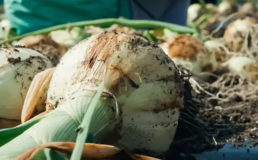 【2027年1月下旬発送開始】1年に1度だけ!葉付きで味わうサラダ玉ねぎ／2kg（優品・サイズ混合）＜栽培期間中は無農薬・無化学肥料栽培／熊本県水俣市産／耕人舎＞ 玉ねぎ たまねぎ タマネギ 玉葱 野菜 取り寄せ 産地直送