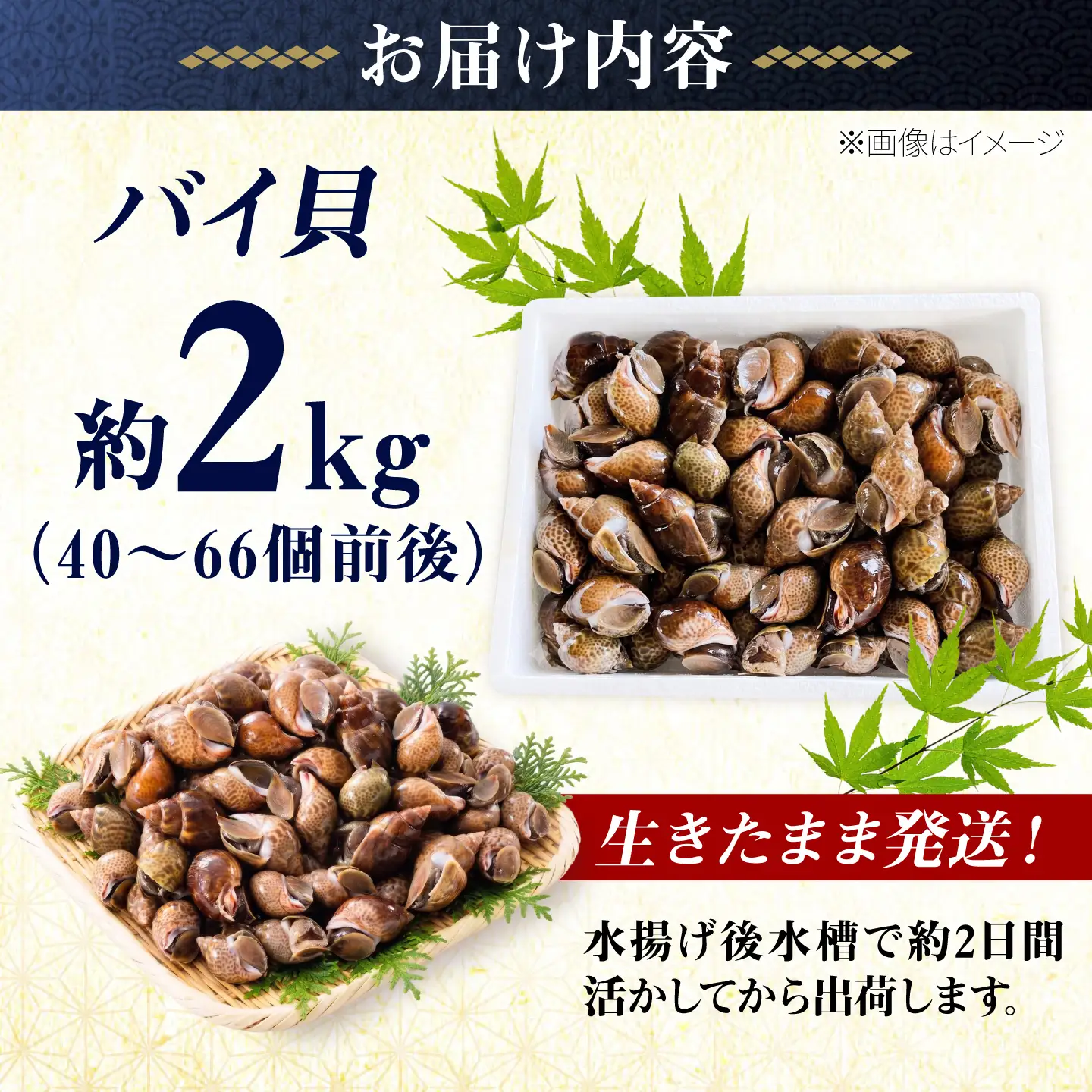 豊前海産 バイ貝 2kg (40～66個前後) 《築上町》【明青丸】 バイガイ 貝 カイ[ABCB014]