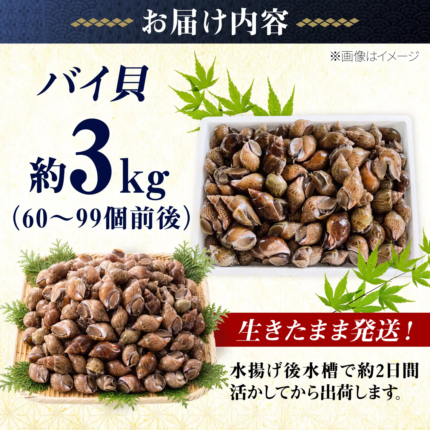 豊前海産 バイ貝 3kg (60～99個前後) 《築上町》【明青丸】 バイガイ 貝 カイ[ABCB015]