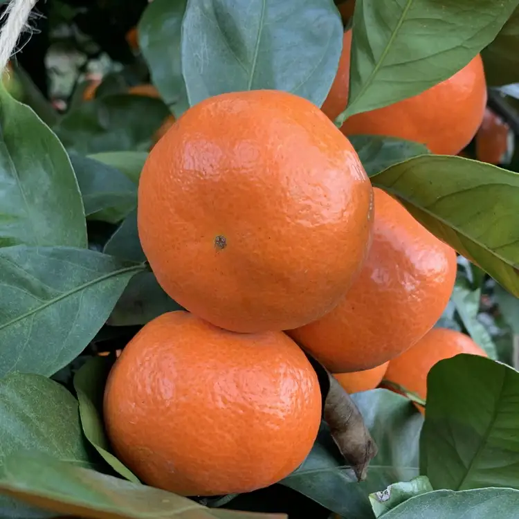 【先行予約】【秀品】紀州和歌山産 温州みかん 山下紅早生「紅娘」約3kg（箱込み）S～2L サイズ混合